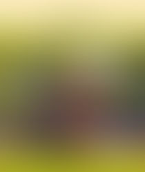 Nakládka dřeva | Modřín | Českobrodsko