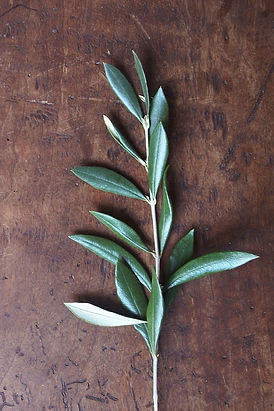 photo of olive branch on dark wood background