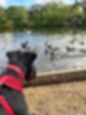 IMG_0138.jpeg
