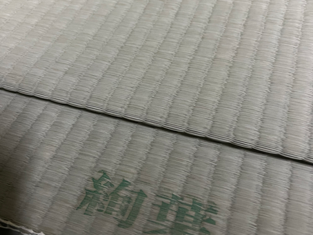 熊本産綿々表 R7.4.9