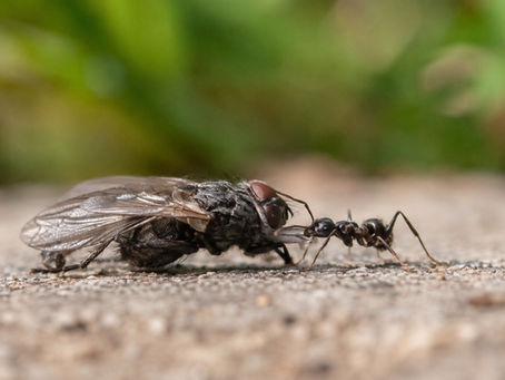 Lessons From Nature

The Ant That Knew When to Set the Weight Down

Opening Story