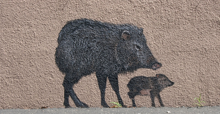 Javelina