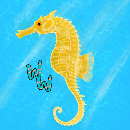 Lined Seahorse!