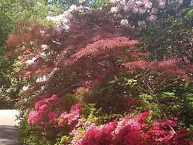 Exbury gardens
