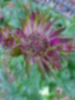 astrantia 2
