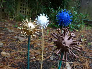"Alliums" for winter colour