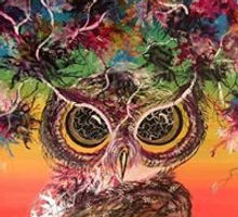 chat hibou chouette