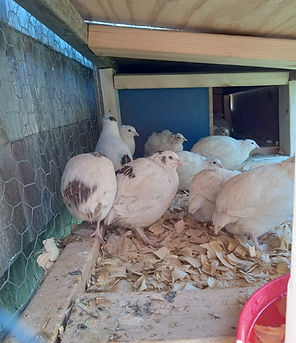 quail.jpg