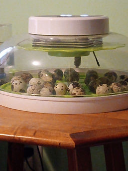 quail eggs.jpg