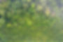 oil palm-forest.jpeg