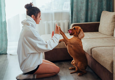 Training Animals