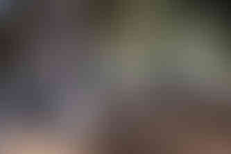 bride and groom in front of fig tree