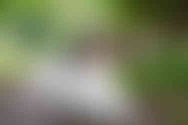 Bride and groom close embrace Footscray Botanical Gardens Melbourne