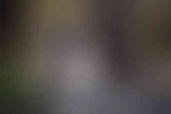 bride and groom walking hand in hand in forrest