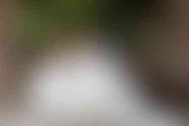 Romantic newlywed portrait in gardens Melbourne wedding photographer