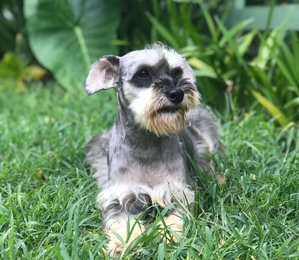 Filhotes de schnauzer miniatura clearance