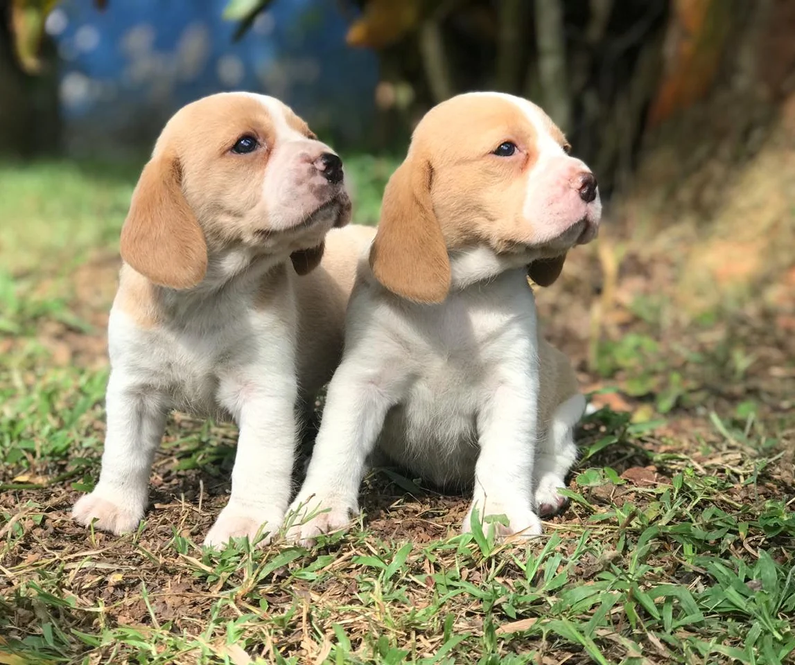 Beagle | Fazenda Angolana