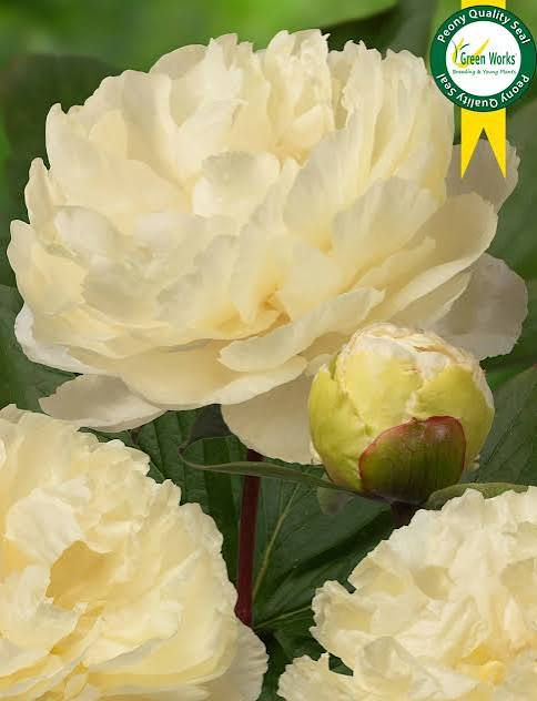 Pivoine à racines nues Sunny Girl