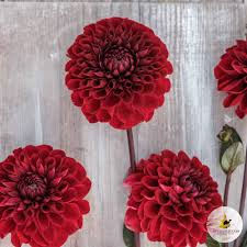 bulbe dahlia Baccara