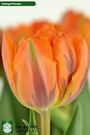 bulbes Tulipe Orange princess