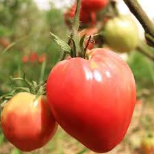 Miniature : Plants de tomates