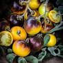 Miniature : Plants de tomates