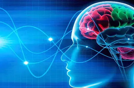 Exploring the Fascinating World of Neuroplasticity