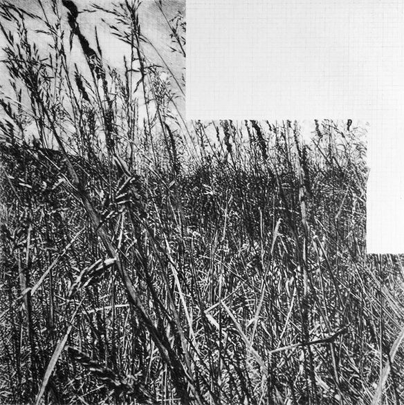 web-Graminé1, (en cours) 45x45cm, graphite sur papier, 2021, Jean-Jacques Horvat.jpg