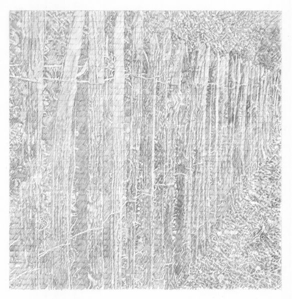 web-canisse 2, graphite sur papier, 28x56cm, 2022 Jean-Jacques Horvat.jpg