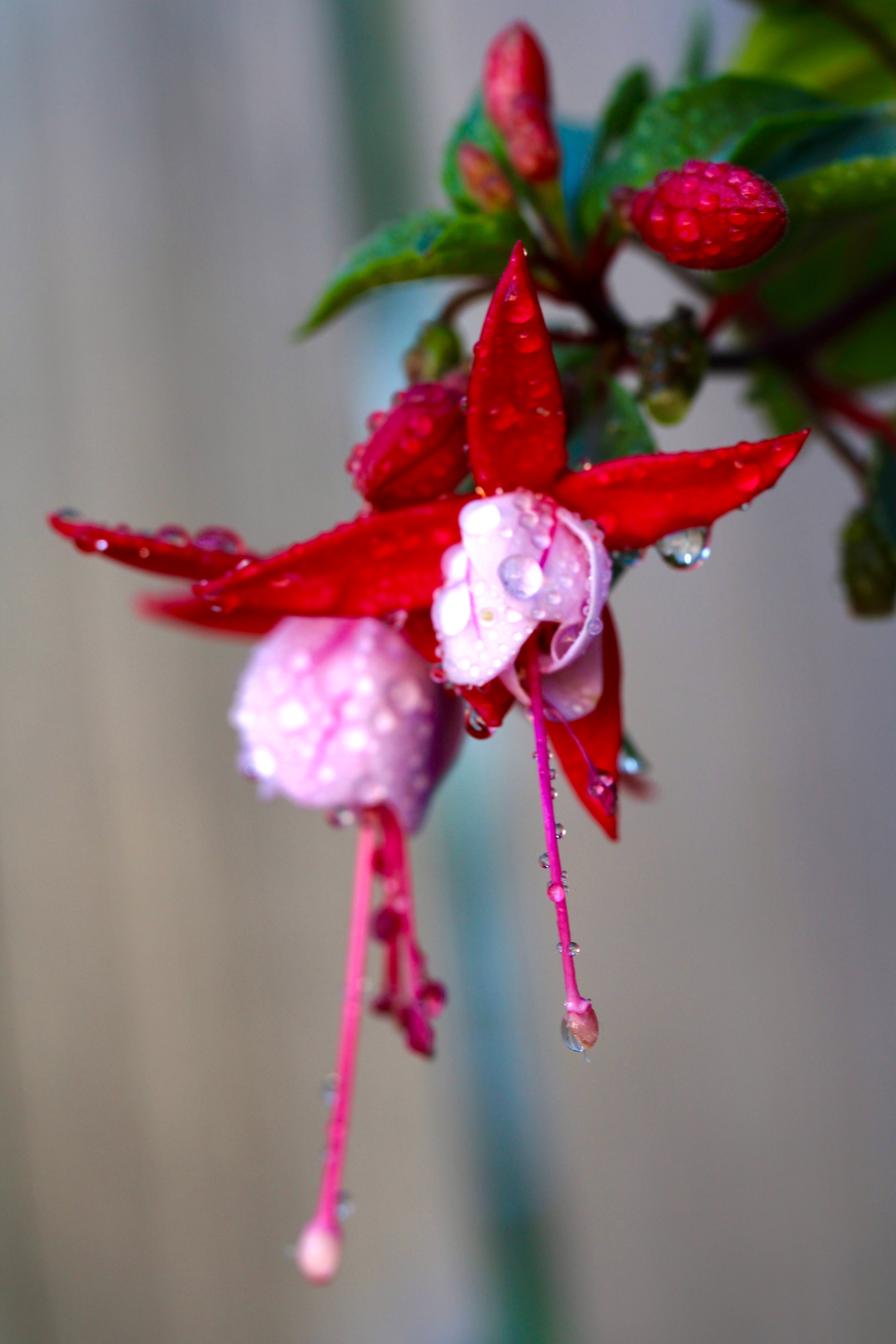 Flower1