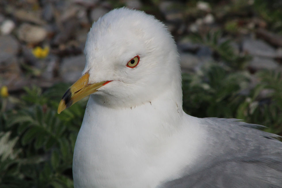 C5DE3E37-040E-4040-9825-468B965474FDIMG_6685