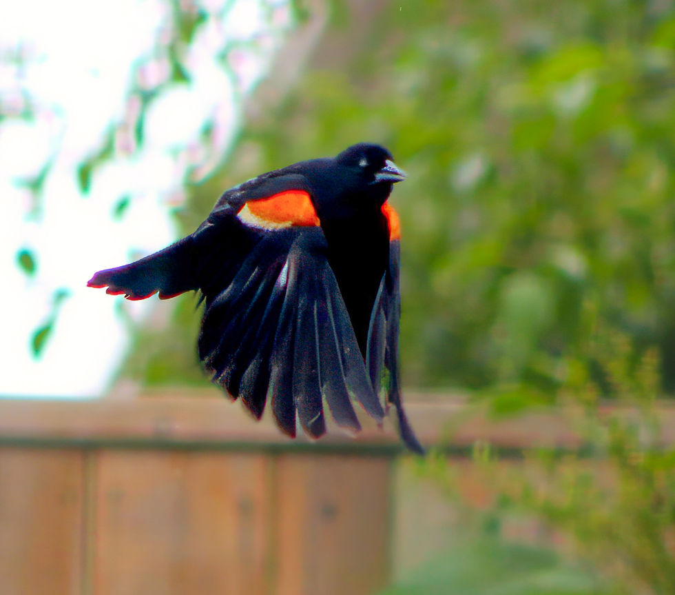 75C4965B-E3F0-4F2C-B163-BF2A054F26A2spider webspider webIMG_4737-topaz-denoise-sharpen-topaz-sharpen