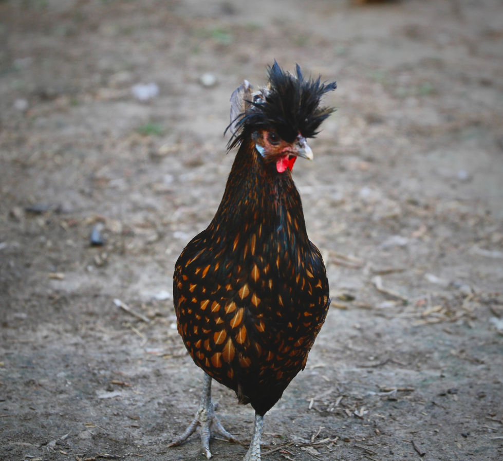 0C1D3252-3119-4B5F-9537-9469659F6083IMG_5689