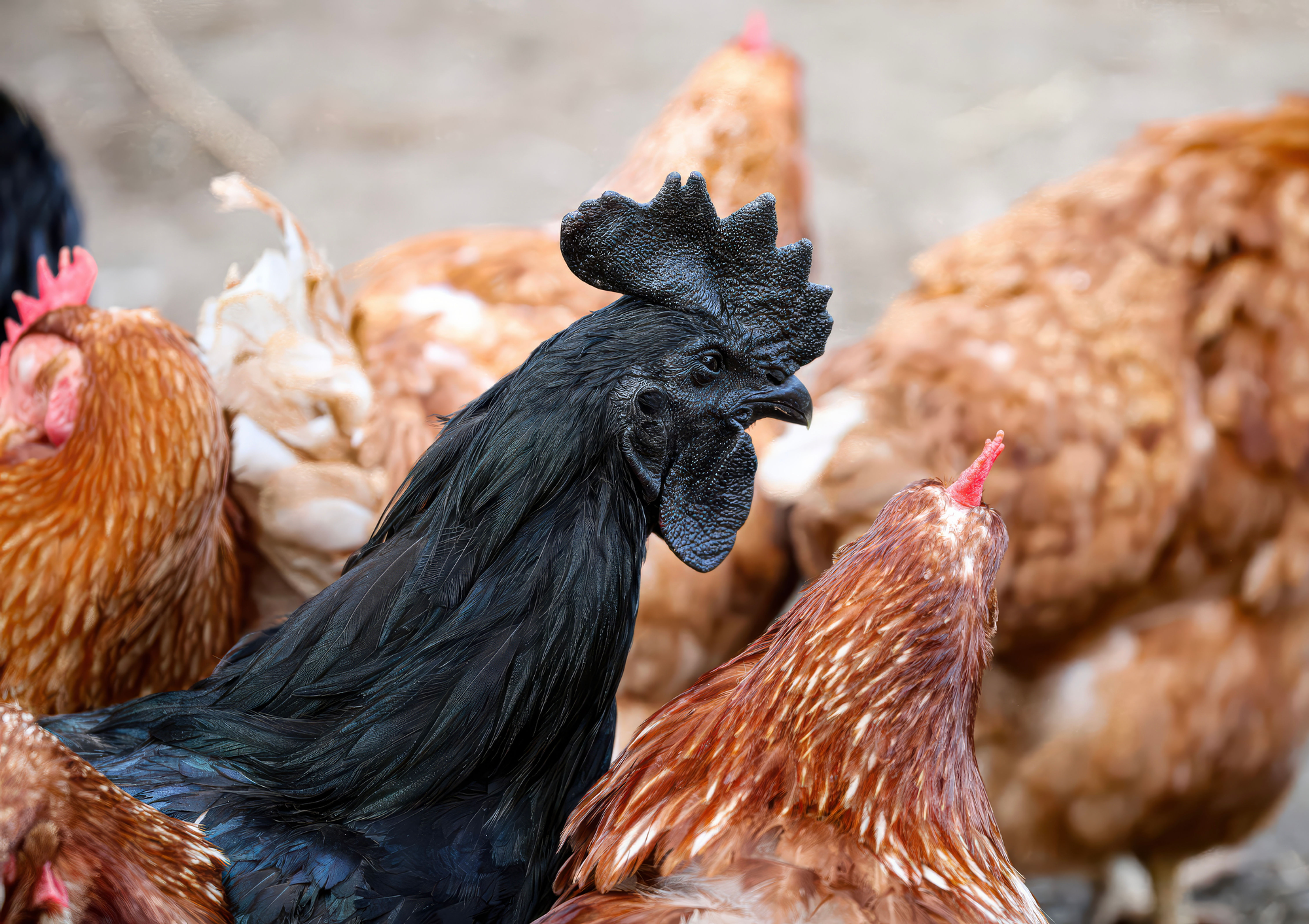 Black Chicken
