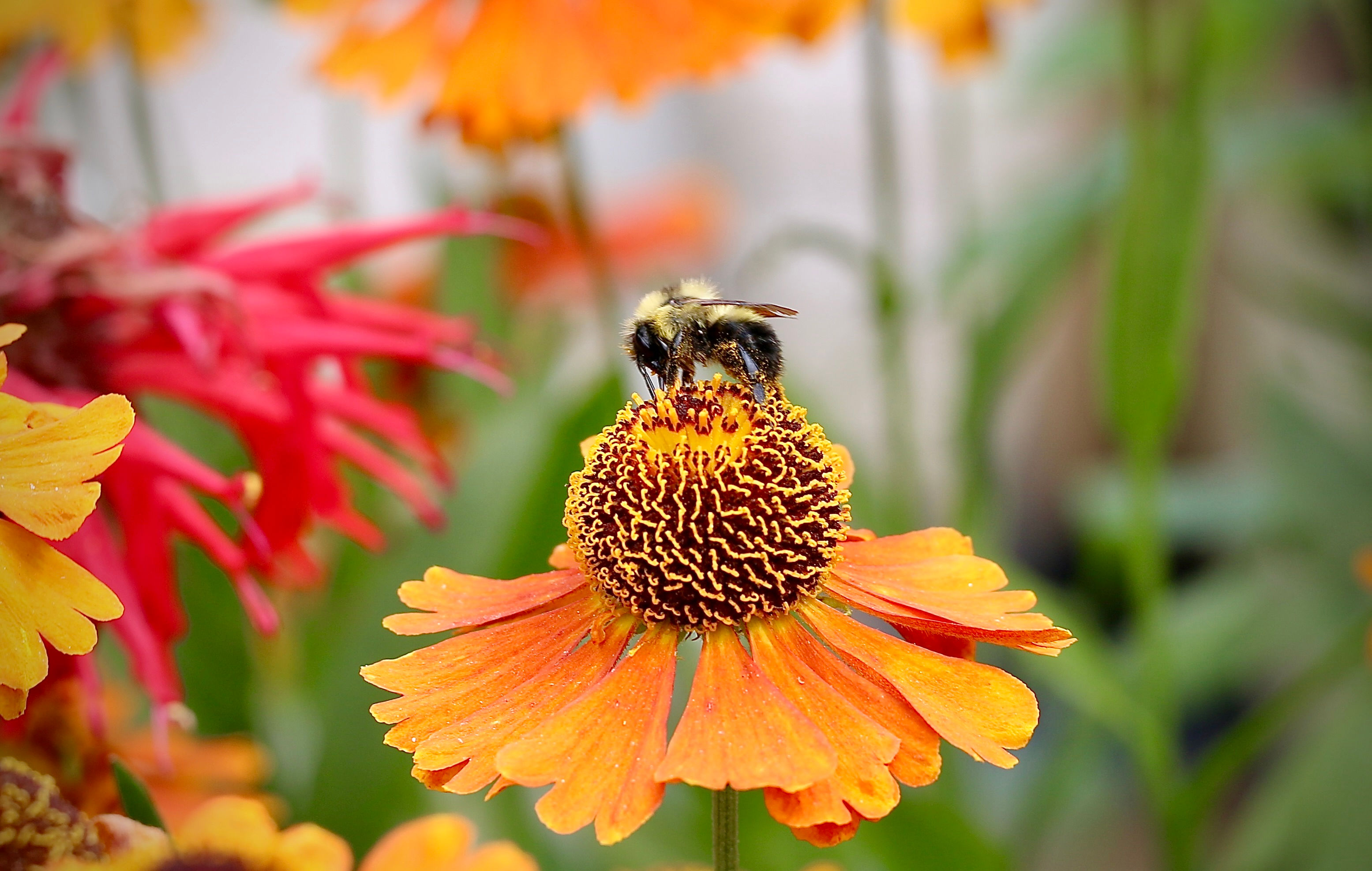 Bee on Flower