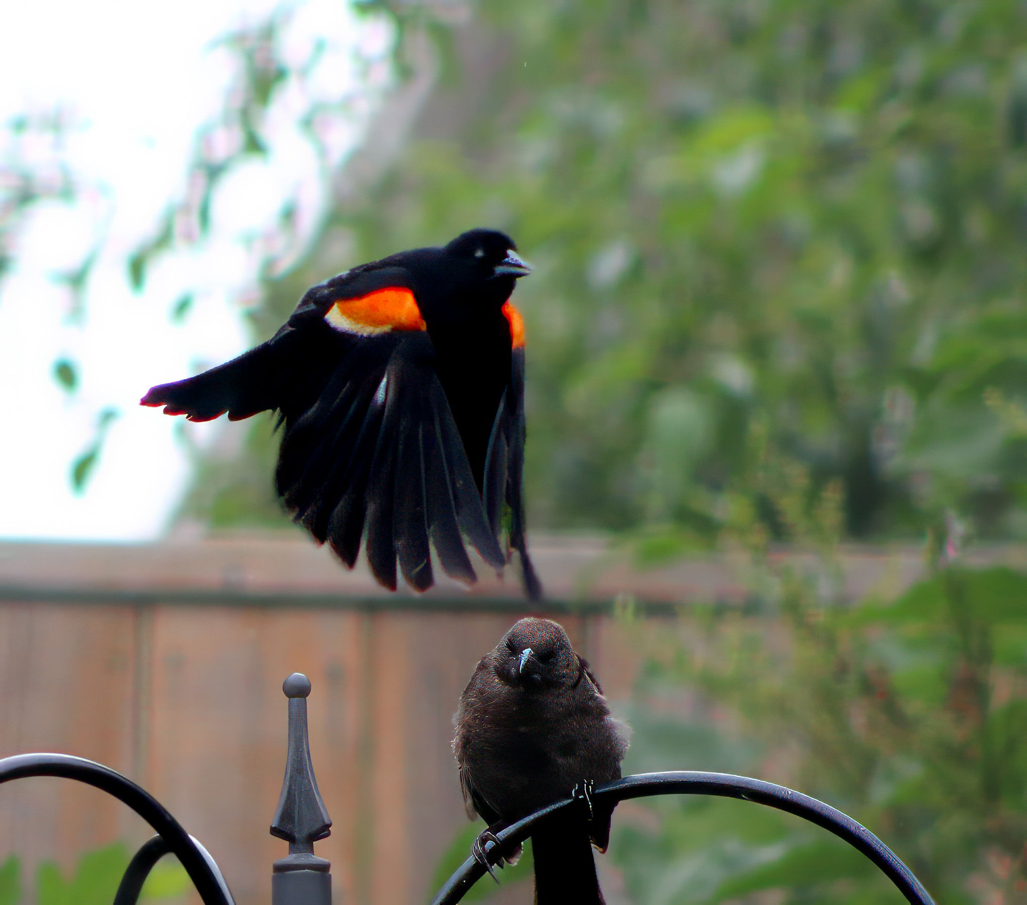 Red Winged Black Bird
