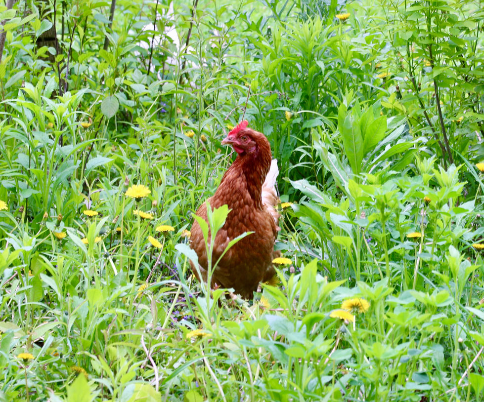 6D5D0D9B-87CA-4655-A52E-53FCA41D8A91IMG_3835