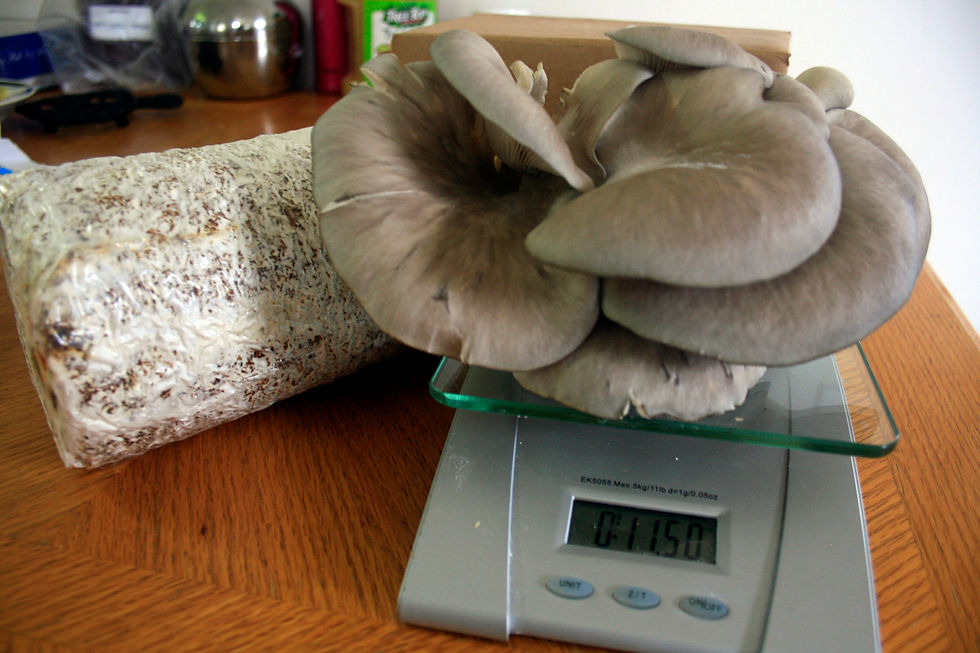 Thumbnail: Oyster Mushroom Growing Kit