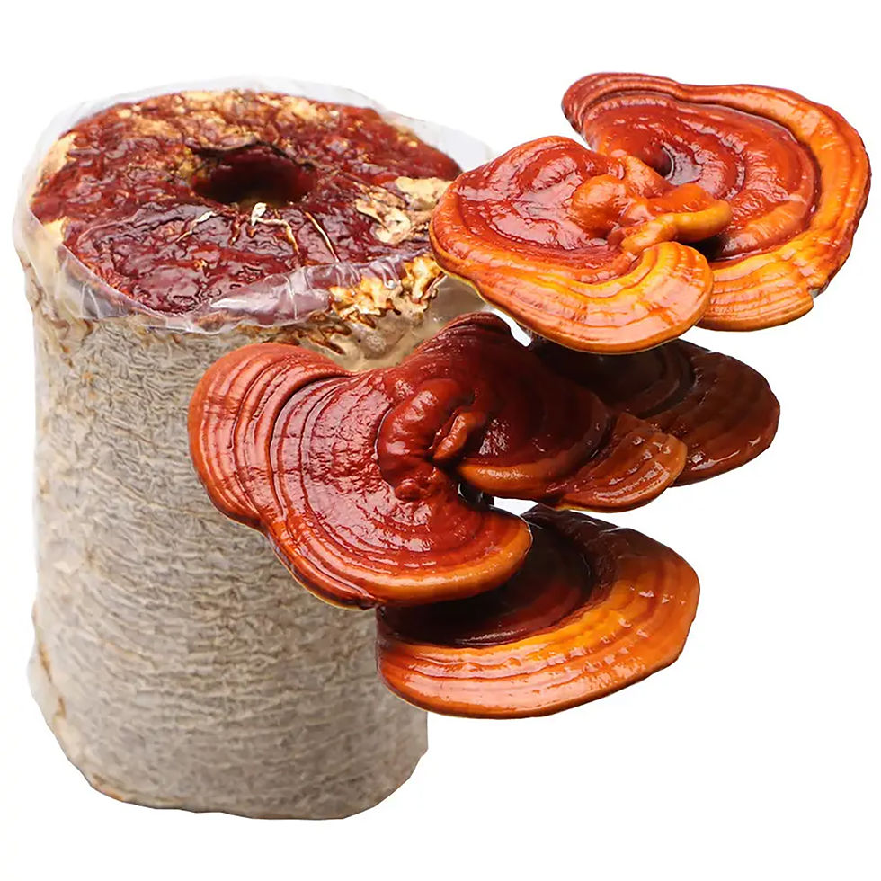Thumbnail: Reishi Mushroom Growing Kit