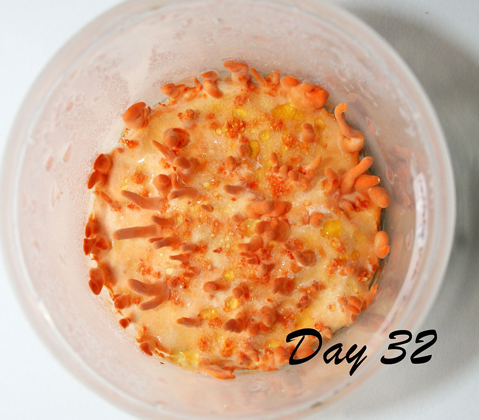 Thumbnail: Cordyceps Militaris Growing kit