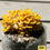 Thumbnail: Golden Oyster Mushroom Growing Kit