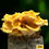 Thumbnail: Golden Oyster Mushroom Growing Kit