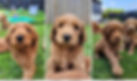 cobberdog puppies in training