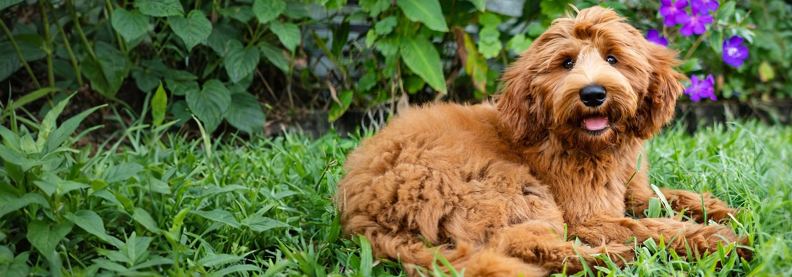 Red Cobberdog
