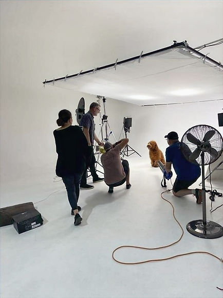 Australian Cobberdog – Advertising and Media