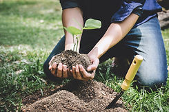 reforestacion.jpeg