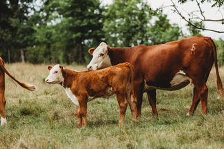 Pasture_0115.jpg