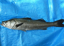 釣れる魚・スズキ