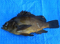 釣れる魚・メバル