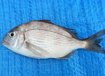 釣れる魚・マダイ